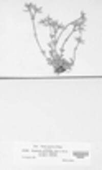 Septoria cerastii image